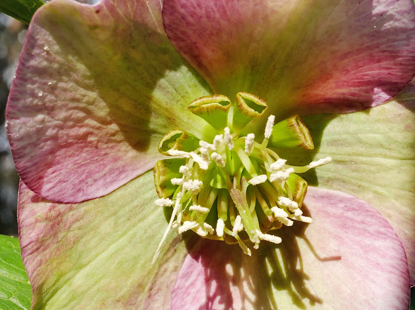 Lenten Rose (Helleborus Orientalis) — which bloom from February to April; with glossy, evergreen foliage, it thrives in partial to full shade and, image 59