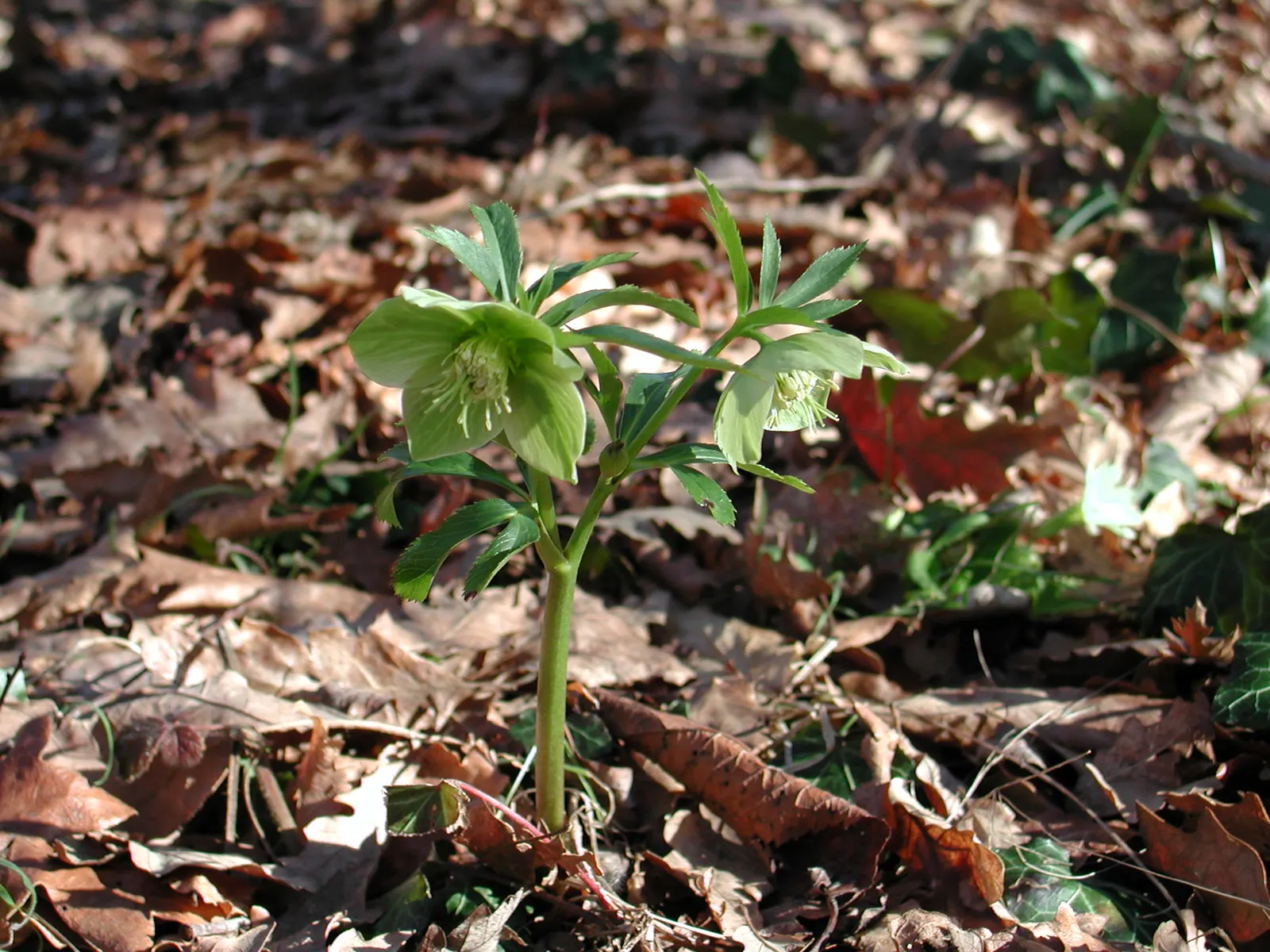 Lenten Rose (Helleborus Orientalis) — With a bloom size averaging 2 to 3 inches in diameter; perennial with green and pink and red and white blooms, image 110