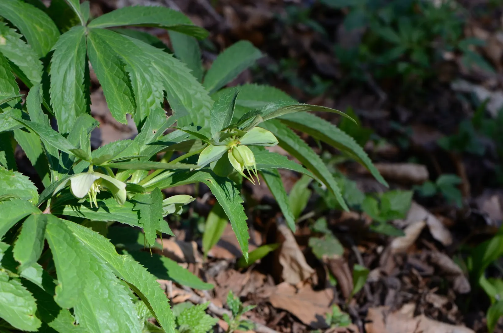 Lenten Rose (Helleborus Orientalis) — It appreciates a sheltered position with dappled sunlight, though it is adept at tolerating full shade, image 111