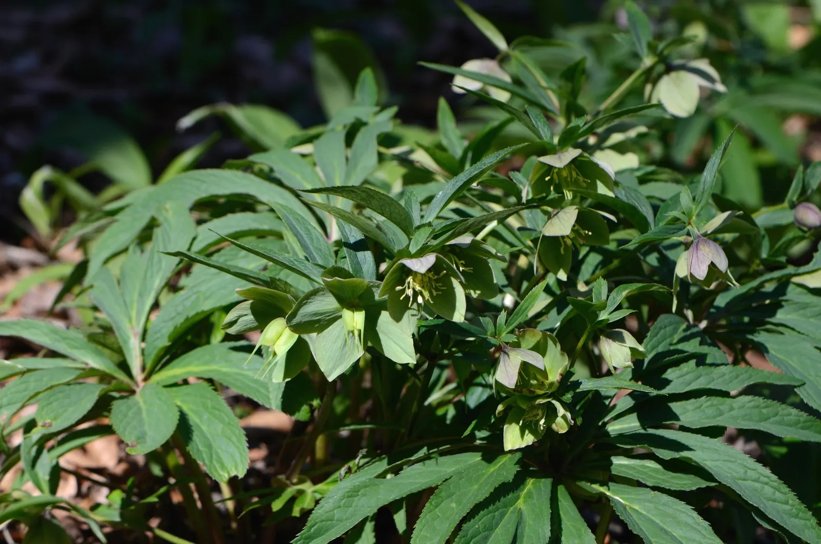 Lenten Rose (Helleborus Orientalis) — some with charming speckles or picotee edges; the plant is deer and rabbit-resistant, image 109