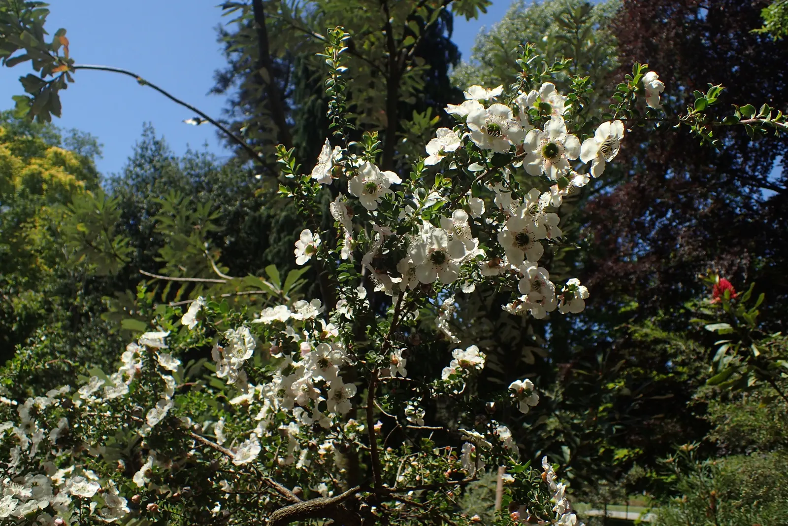 Round-Leaved Tea Tree (Leptospermum Rotundifolium) — attracting pollinators such as bees and butterflies