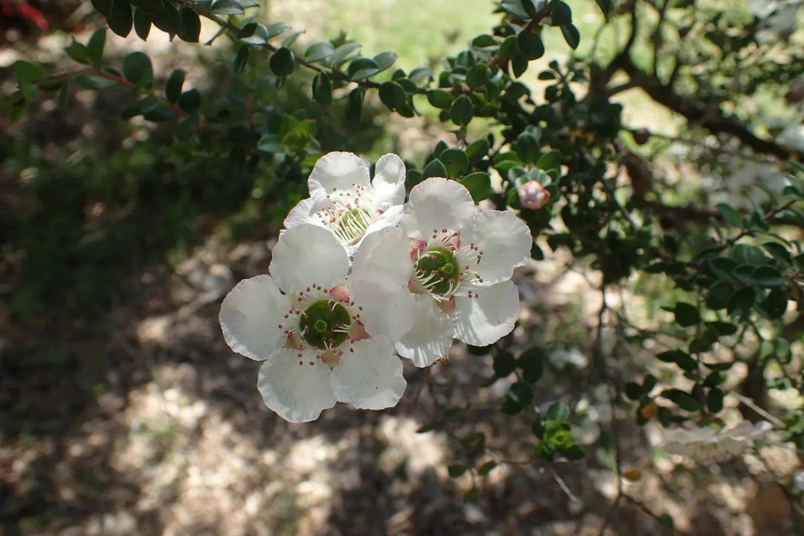 Round-Leaved Tea Tree (Leptospermum Rotundifolium) — which measure nearly 0.5 inches across