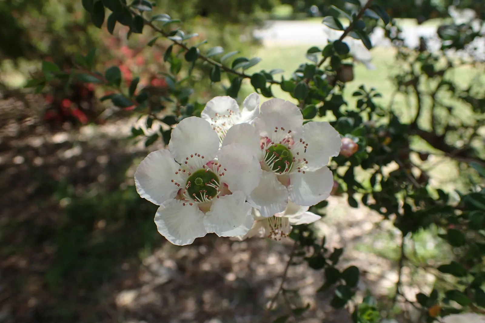 Round-Leaved Tea Tree (Leptospermum Rotundifolium) — thereby supporting the local ecosystem.<br><br>Preferring well-draining soils