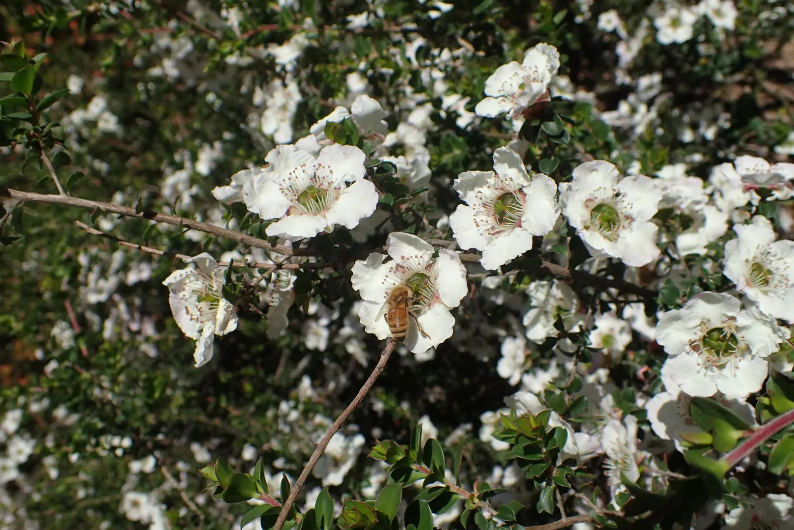 Round-Leaved Tea Tree (Leptospermum Rotundifolium) — only needing occasional pruning to shape and maintain its dense