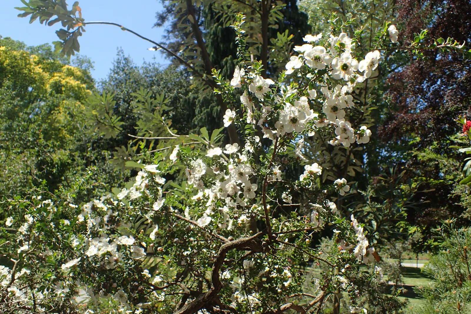 Round-Leaved Tea Tree (Leptospermum Rotundifolium) — making it not only a picturesque addition but also a resilient one for your client's garden