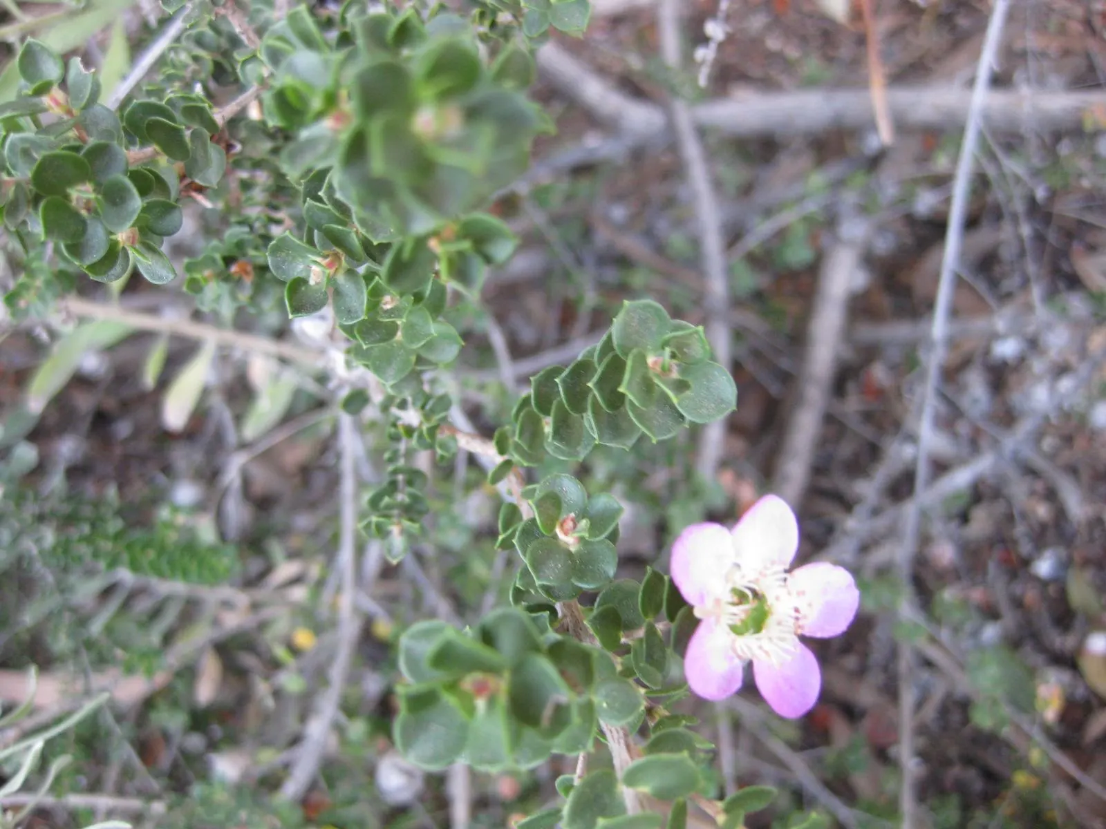 Round-Leaved Tea Tree (Leptospermum Rotundifolium) — Preferring full sun to part shade, it thrives in well-drained soil
