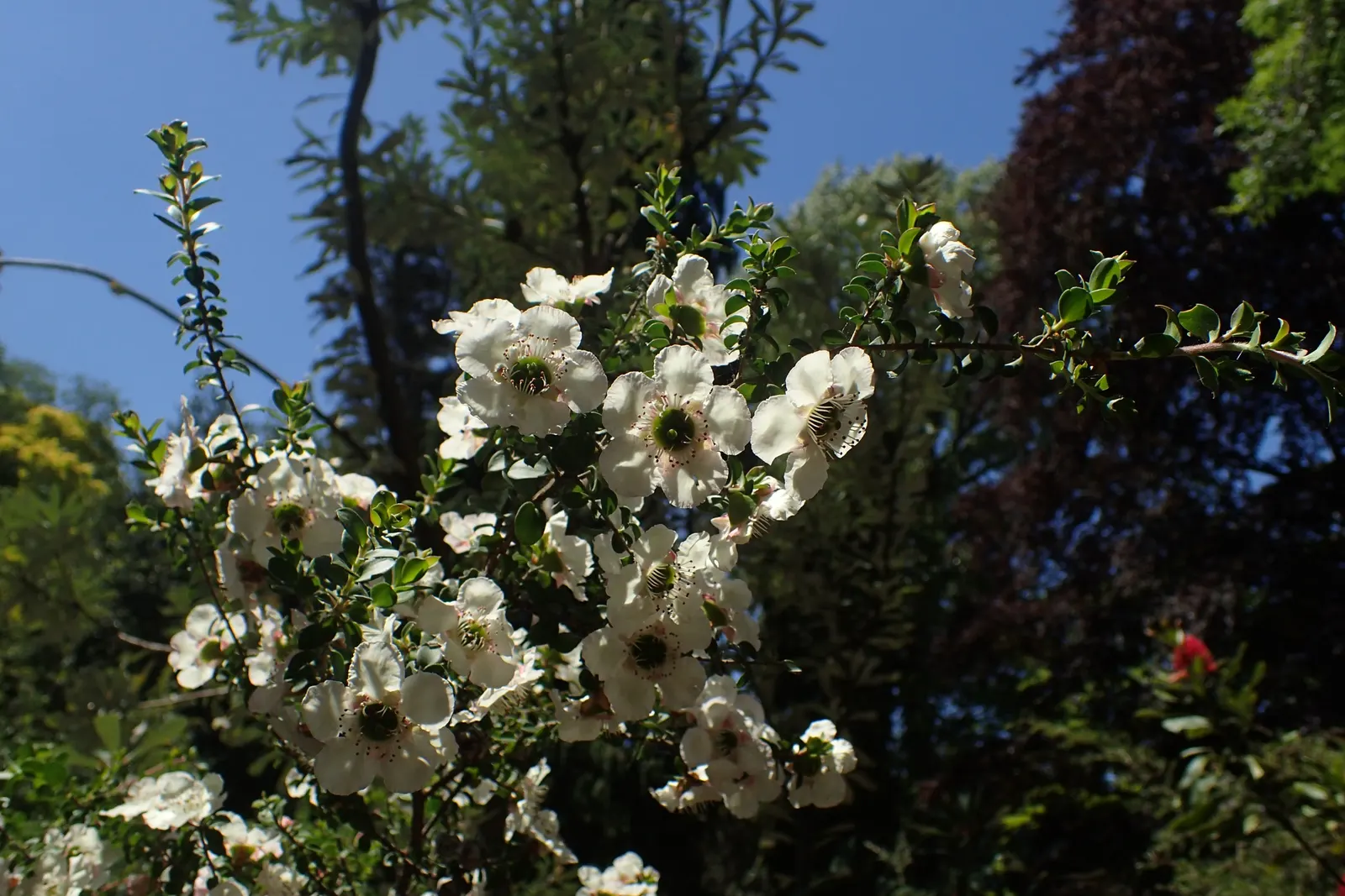 Round-Leaved Tea Tree (Leptospermum Rotundifolium) — The blossoms are rich in nectar