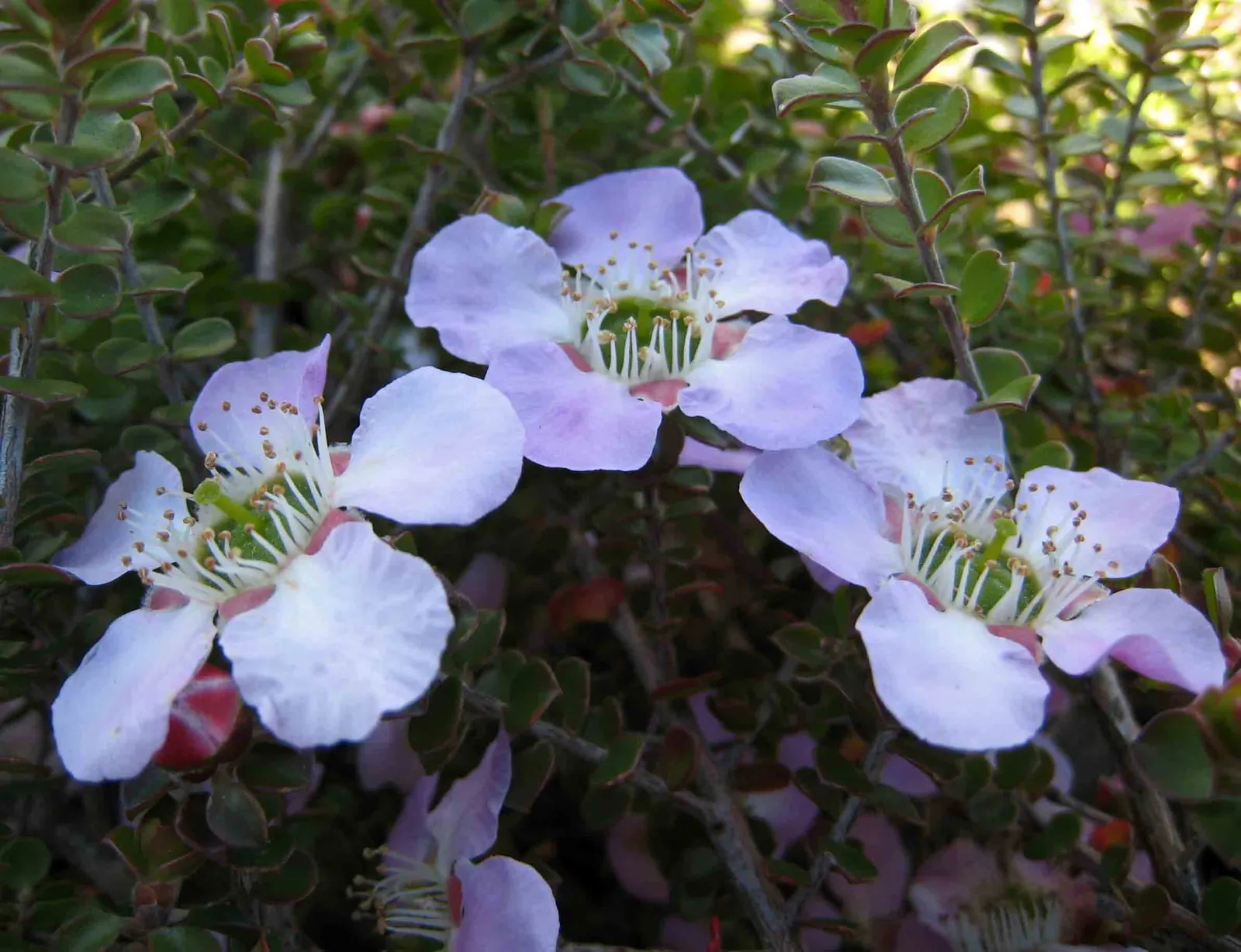 Round-Leaved Tea Tree (Leptospermum Rotundifolium) — shrub for full
