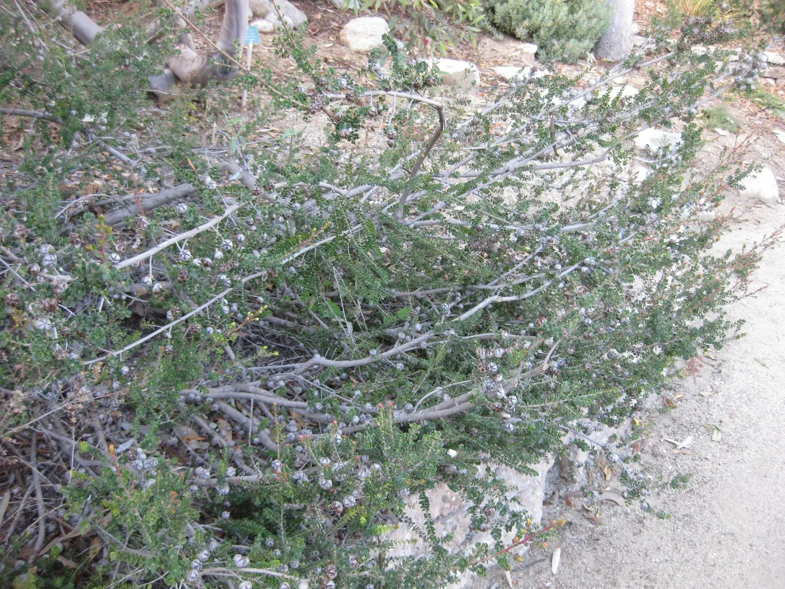 Round-Leaved Tea Tree (Leptospermum Rotundifolium) — Preferring full sun to part shade, it thrives in well-drained soil; shrub for full