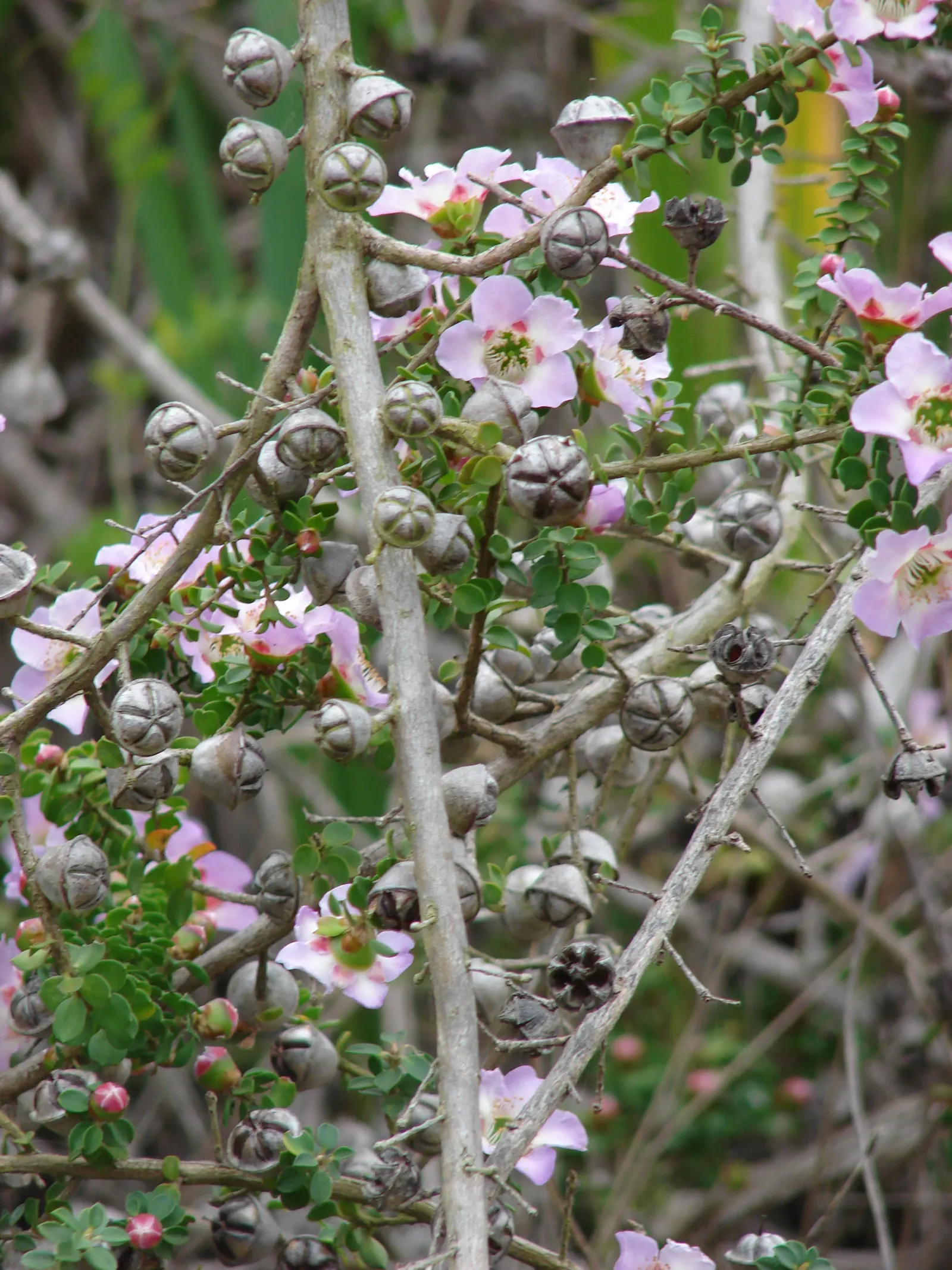 Round-Leaved Tea Tree (Leptospermum Rotundifolium) — It is fairly low-maintenance