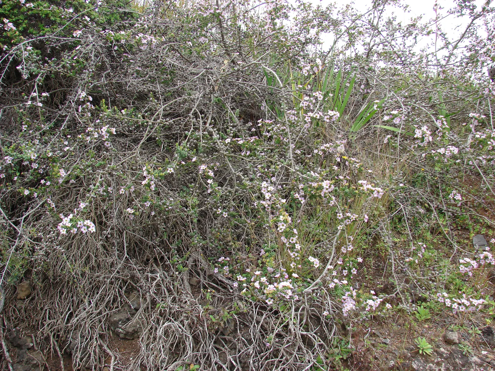 Round-Leaved Tea Tree (Leptospermum Rotundifolium) — shrub with white blooms