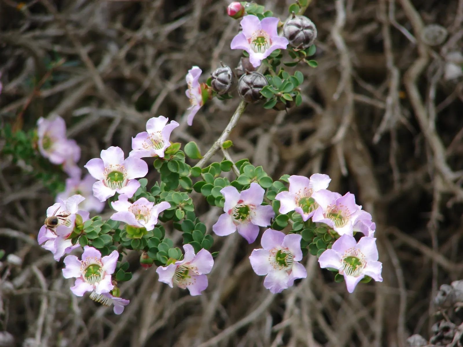 Round-Leaved Tea Tree (Leptospermum Rotundifolium) — this plant exhibits good resistance to pests and diseases