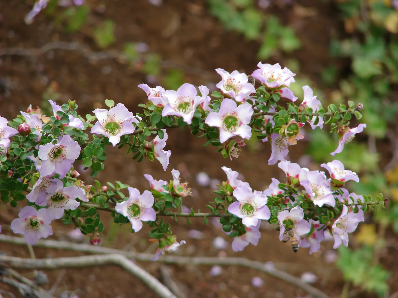 Round-Leaved Tea Tree (Leptospermum Rotundifolium) — white flowers in the garden