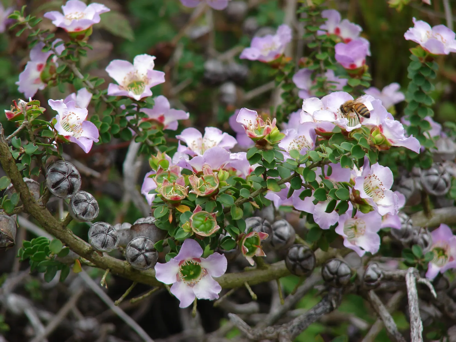 Round-Leaved Tea Tree (Leptospermum Rotundifolium) — Its unique, almost circular leaves frame delicate white to pink flowers, blooming mainly in, image 20