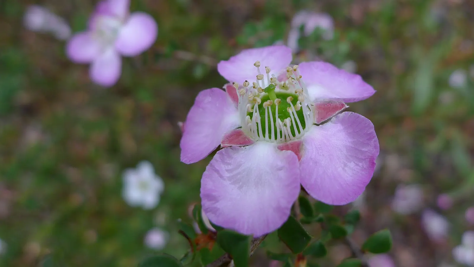 Round-Leaved Tea Tree (Leptospermum Rotundifolium) — During spring and early summer