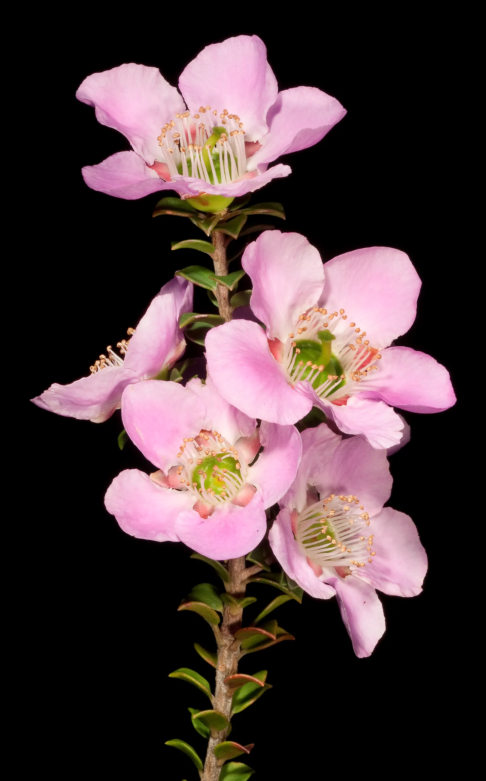 Round-Leaved Tea Tree (Leptospermum Rotundifolium) — evergreen shrub reaching heights of around 5 feet with a similar spread