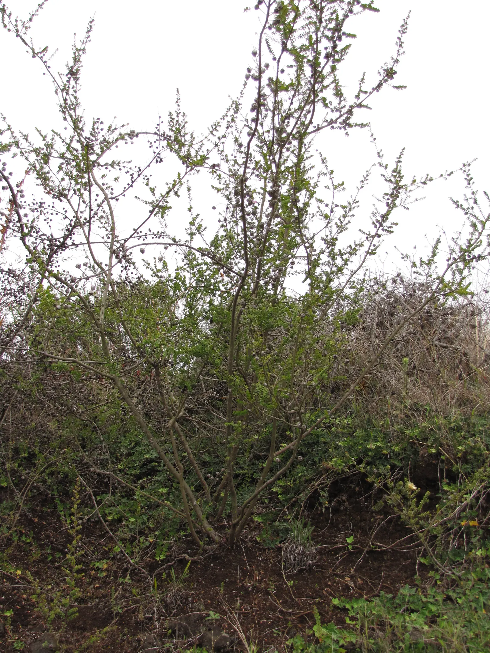 Round-Leaved Tea Tree (Leptospermum Rotundifolium) — evergreen shrub reaching heights of around 5 feet with a similar spread; is a charming and compact