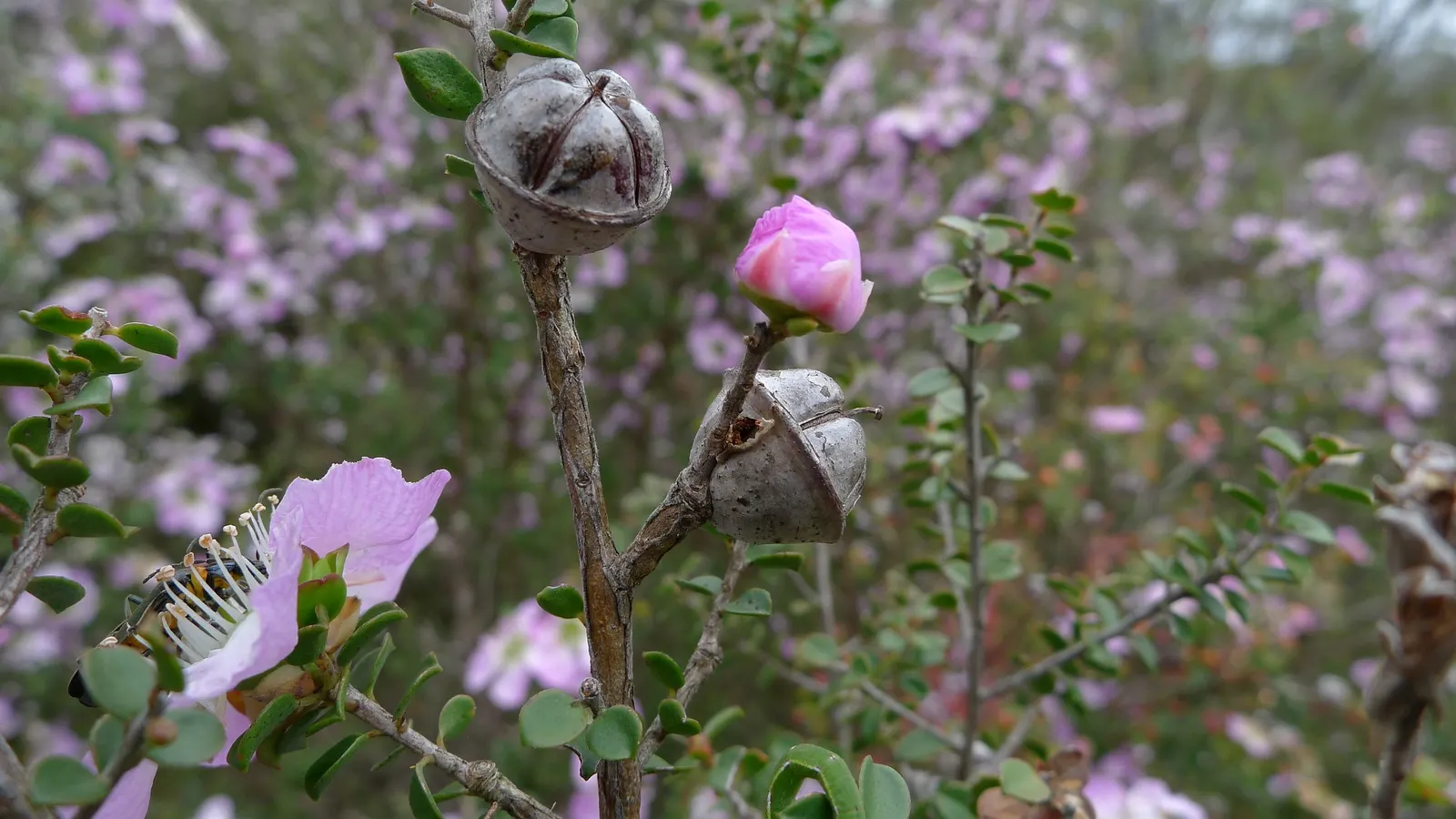 Round-Leaved Tea Tree (Leptospermum Rotundifolium) — Its unique, almost circular leaves frame delicate white to pink flowers, blooming mainly in spring