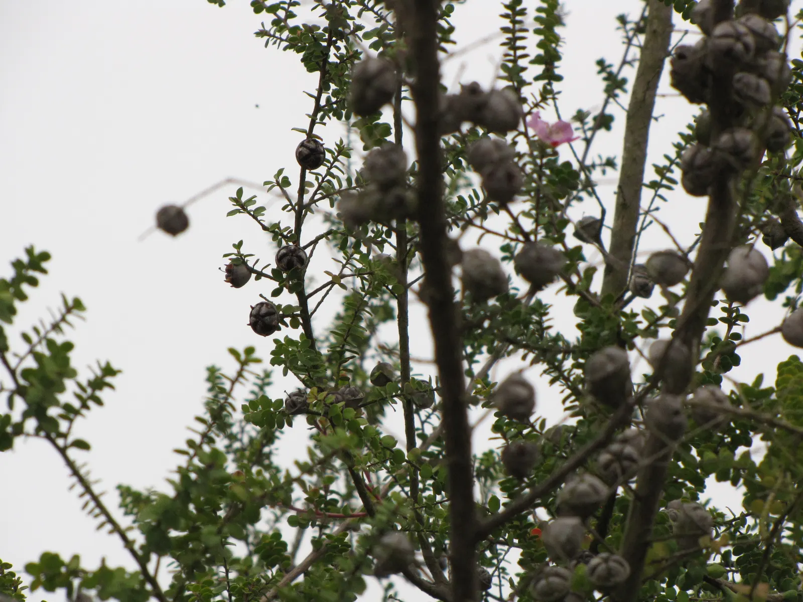 Round-Leaved Tea Tree (Leptospermum Rotundifolium) — is a charming and compact evergreen shrub that brings a touch of wild beauty to any landscape