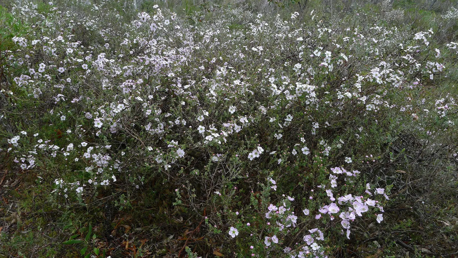 Round-Leaved Tea Tree (Leptospermum Rotundifolium) — rounded leaves about 0.2 to 0.6 inches in diameter that boast a vibrant green hue