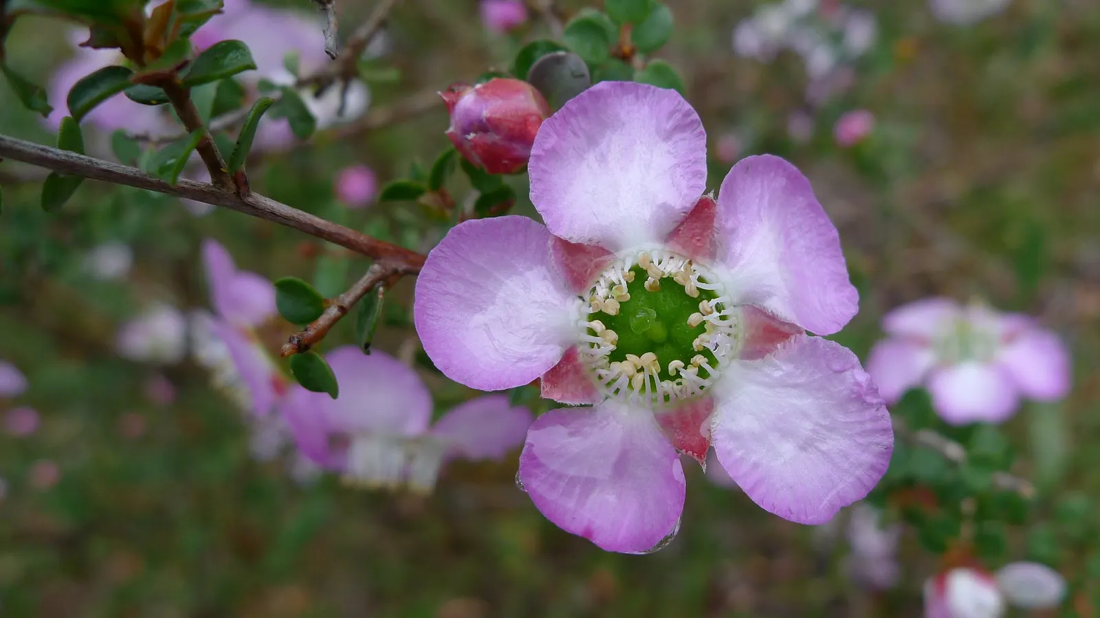 Round-Leaved Tea Tree (Leptospermum Rotundifolium) — usually in shades of white or pink
