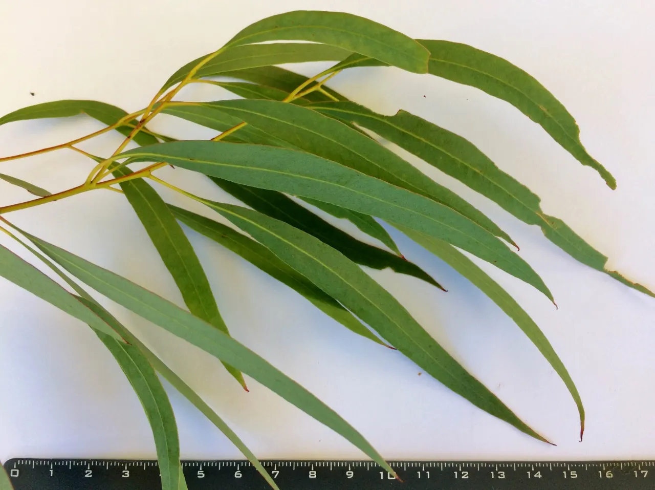 Peppermint Tree (Agonis Flexuosa) — ideally in a sunny to partially shaded location