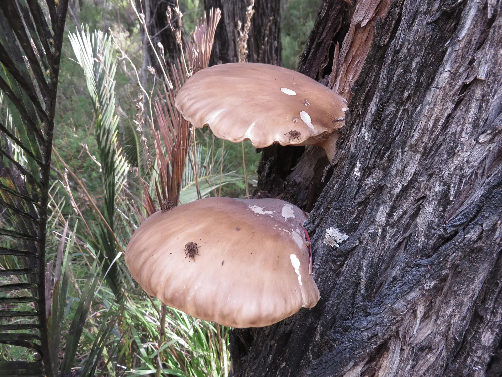 Peppermint Tree (Agonis Flexuosa) — ensure ample space for its root system and canopy to grow