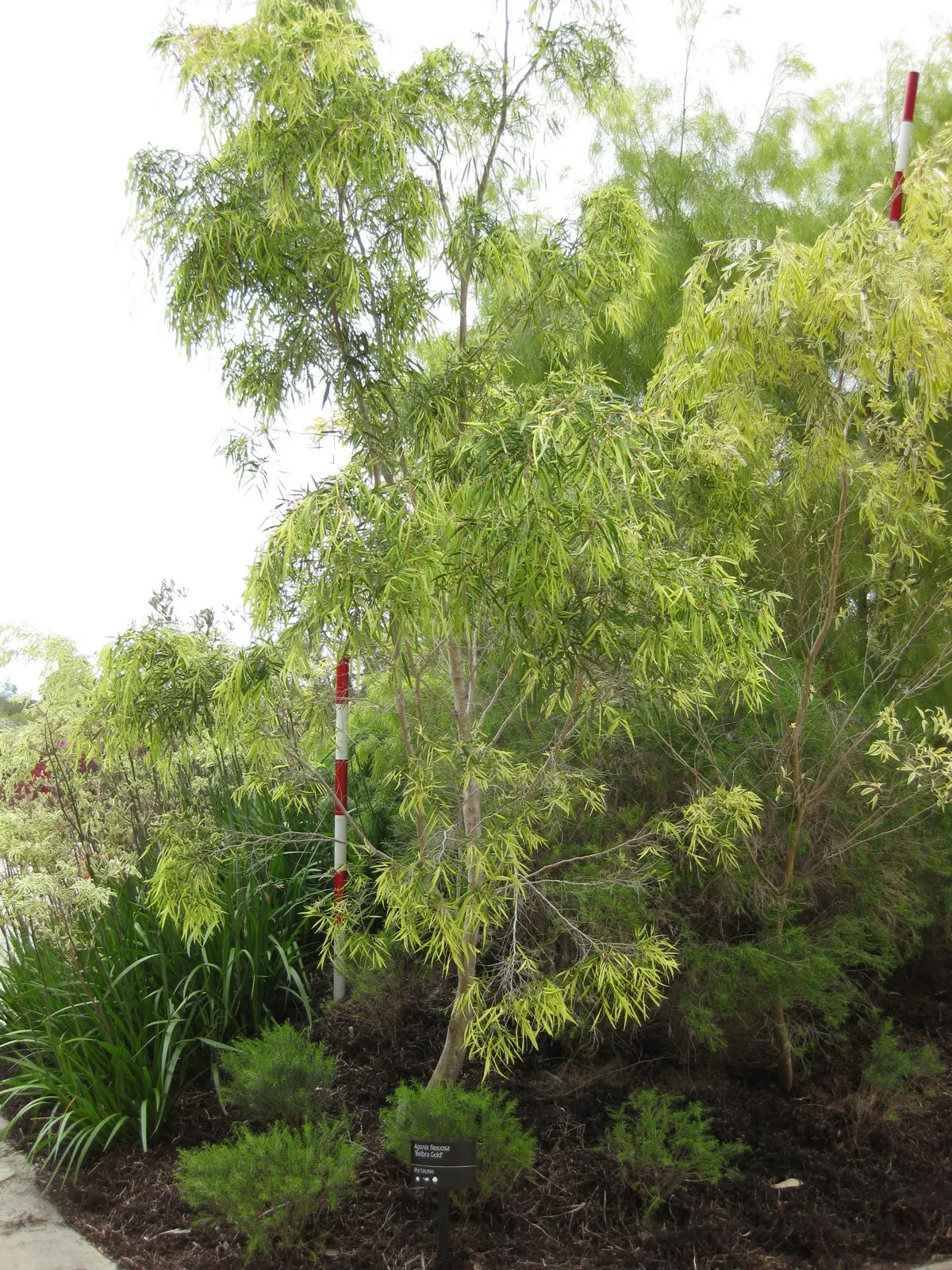 Peppermint Tree (Agonis Flexuosa) — Known for its weeping silhouette