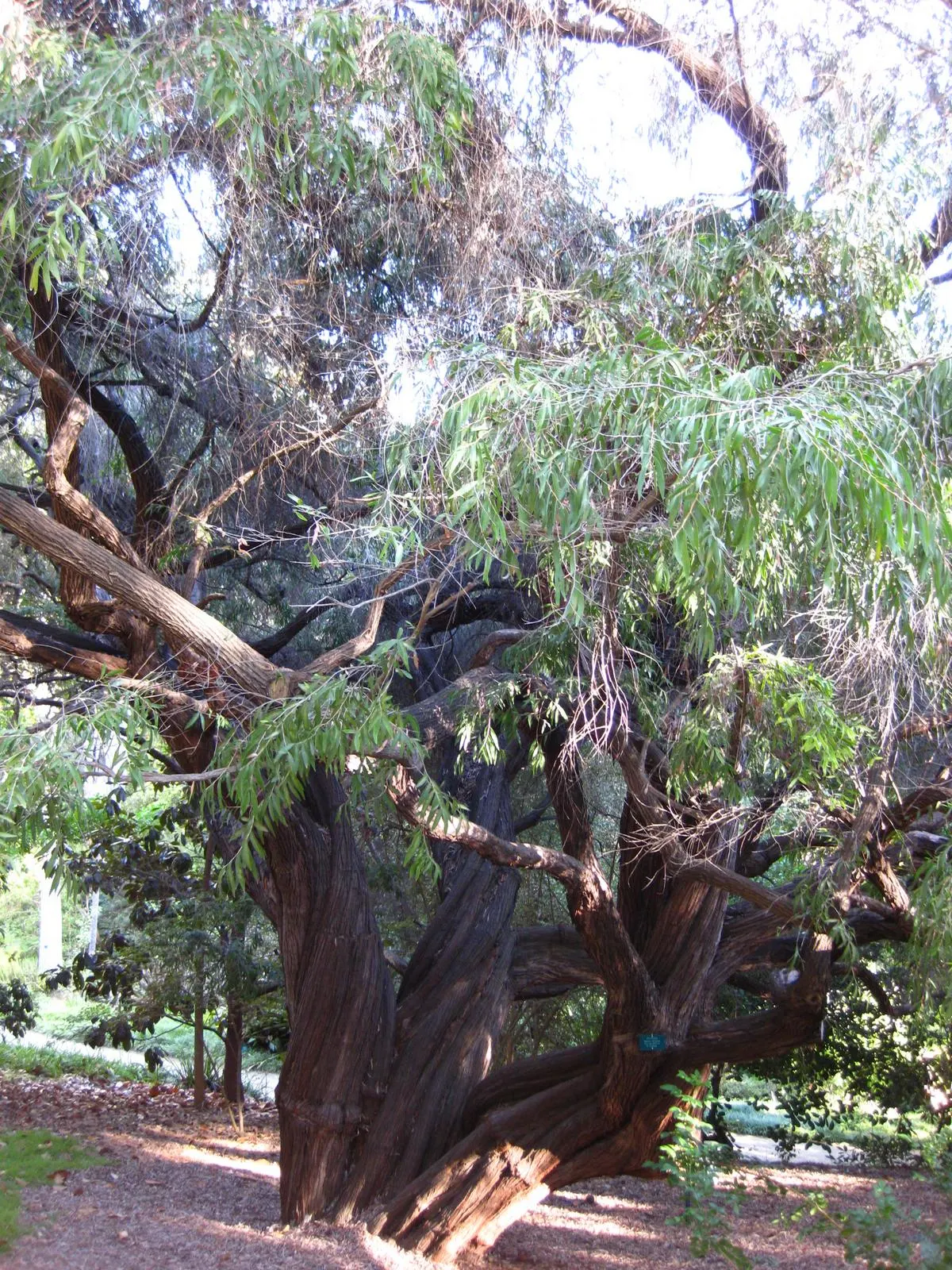 Peppermint Tree (Agonis Flexuosa) — admired for its weeping habit and peppermint-scented foliage