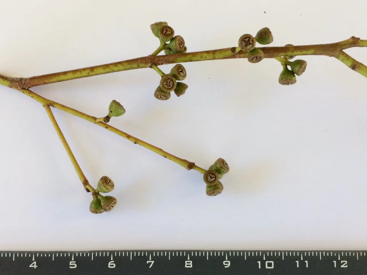 Peppermint Tree (Agonis Flexuosa) — These trees can be pruned to manage size and shape but are generally low-fuss