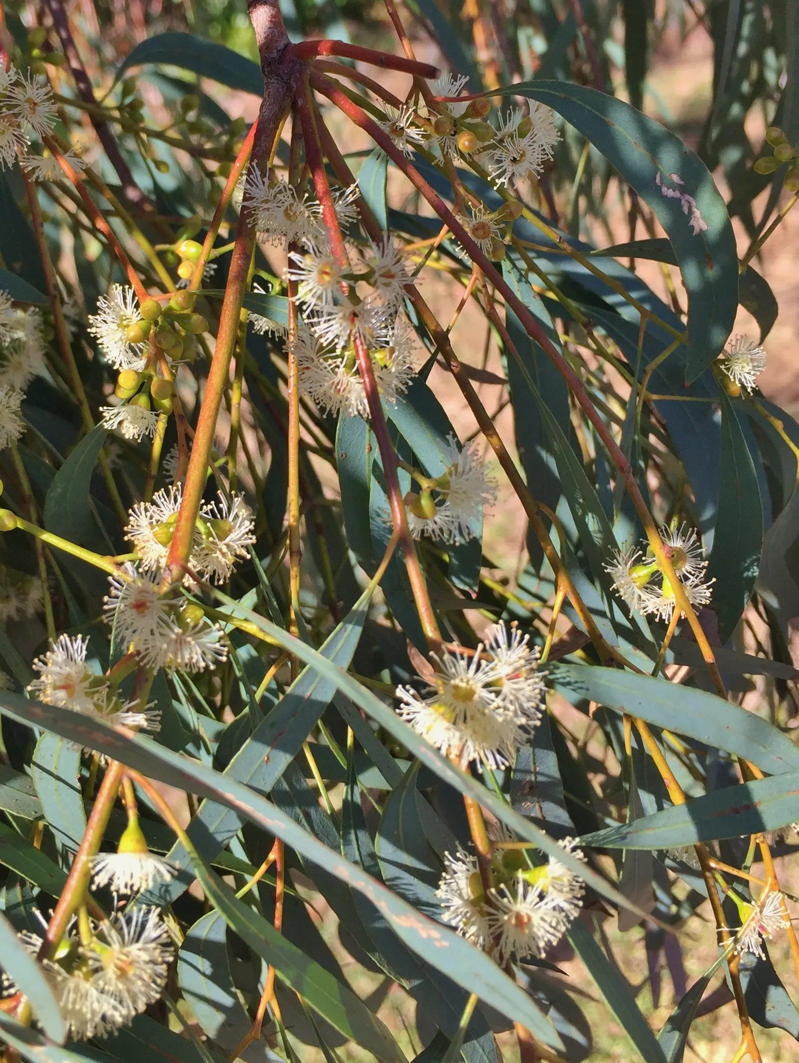 Peppermint Tree (Agonis Flexuosa) — This Western Australian native typically reaches heights of 25 to 35 feet