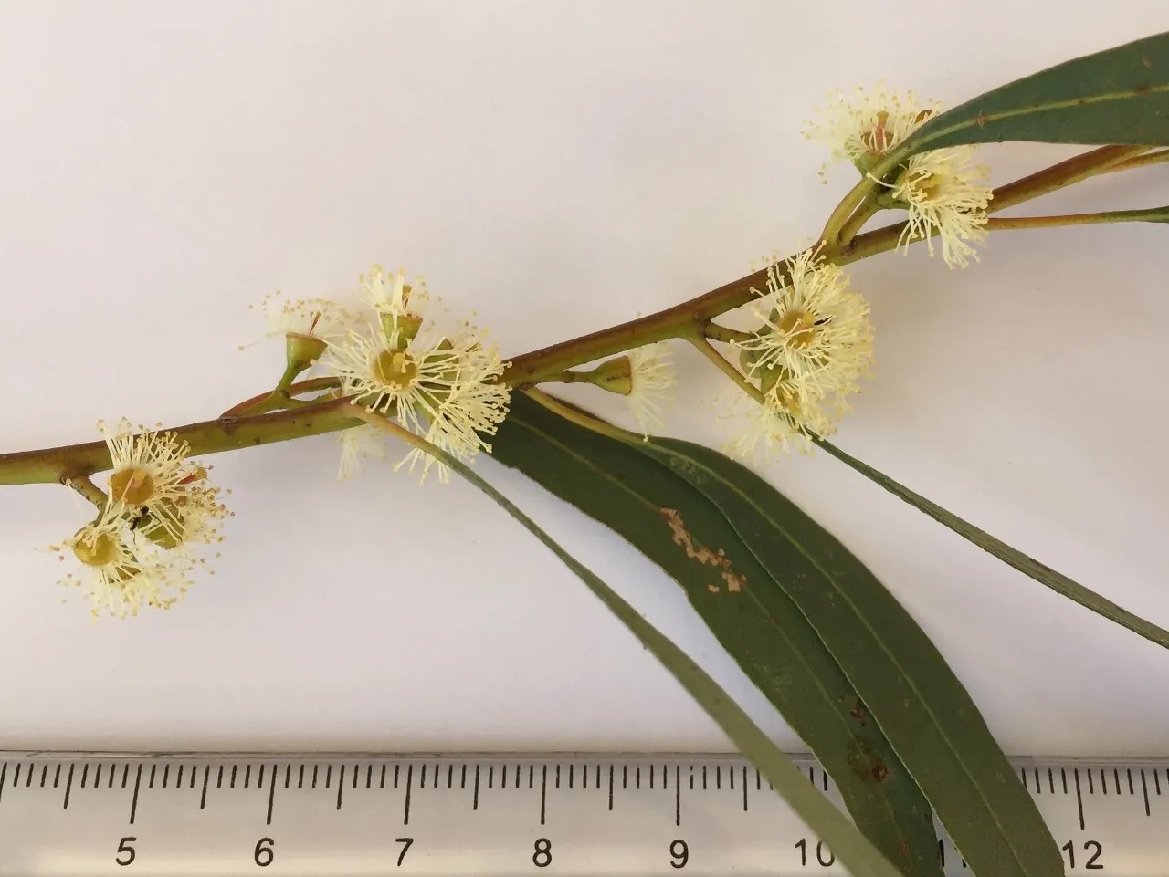 Peppermint Tree (Agonis Flexuosa) — scientifically known as Agonis flexuosa