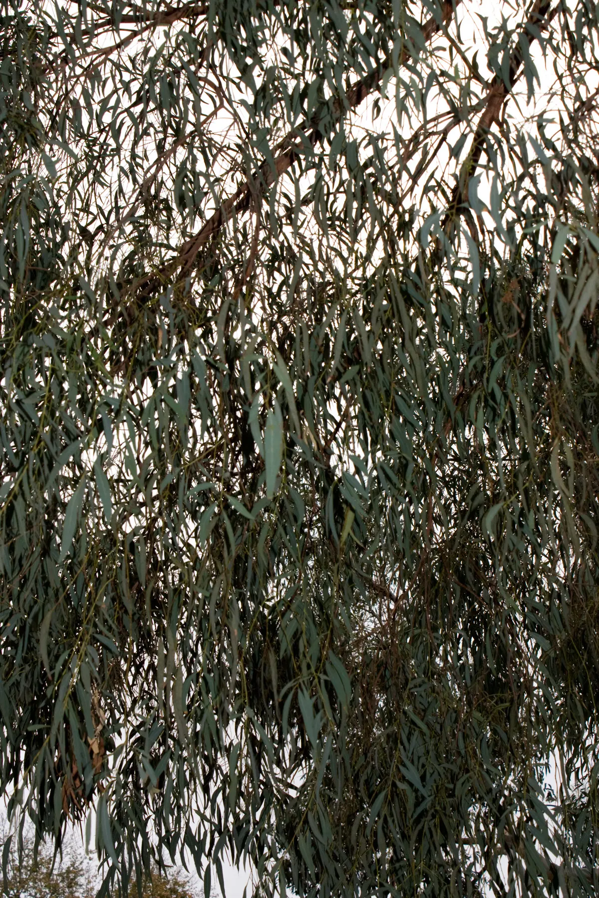 Peppermint Tree (Agonis Flexuosa) — Plant in well-drained soil and full sun to partial shade