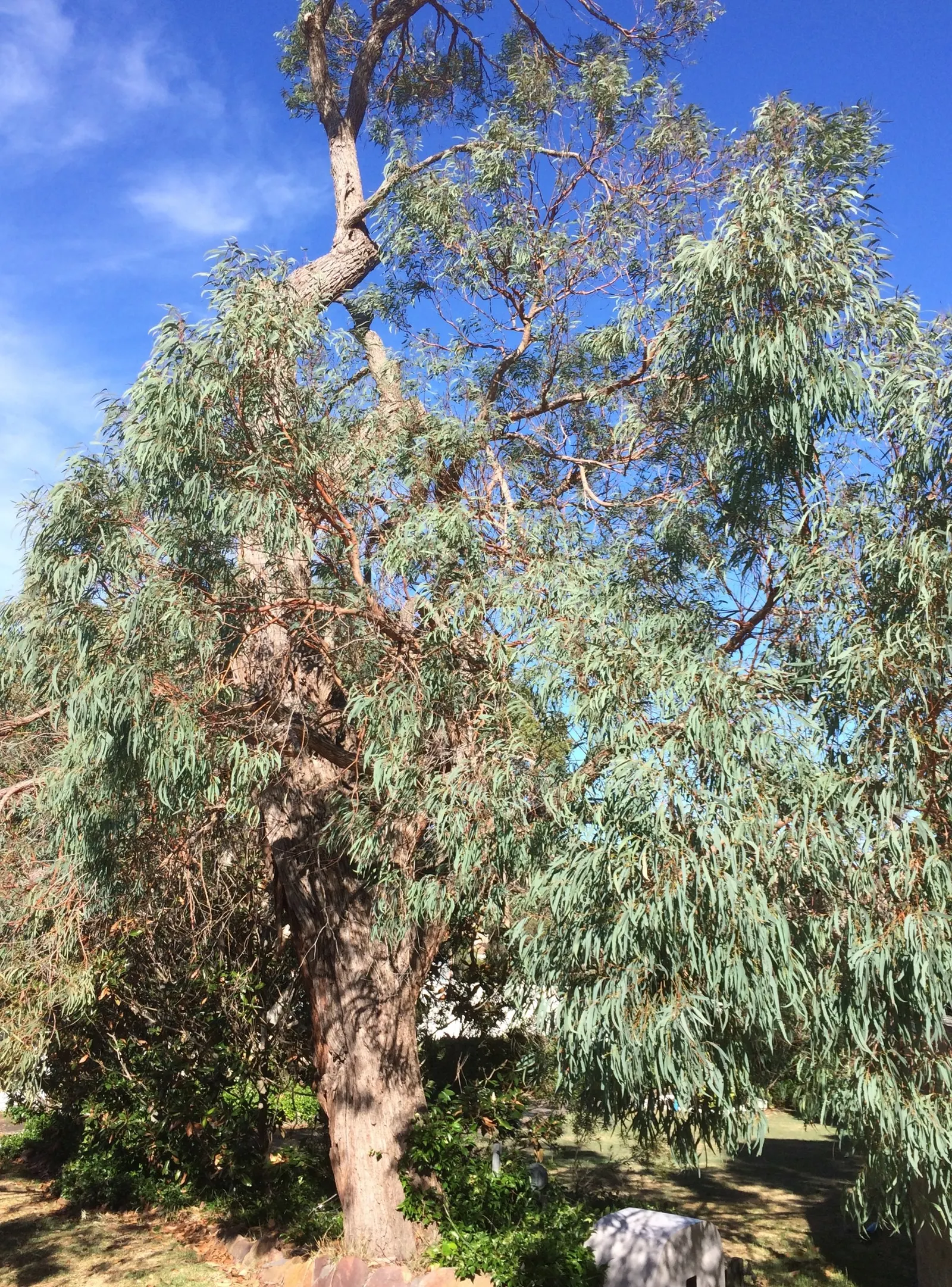 Peppermint Tree (Agonis Flexuosa) — with a graceful spreading habit of 15 to 25 feet