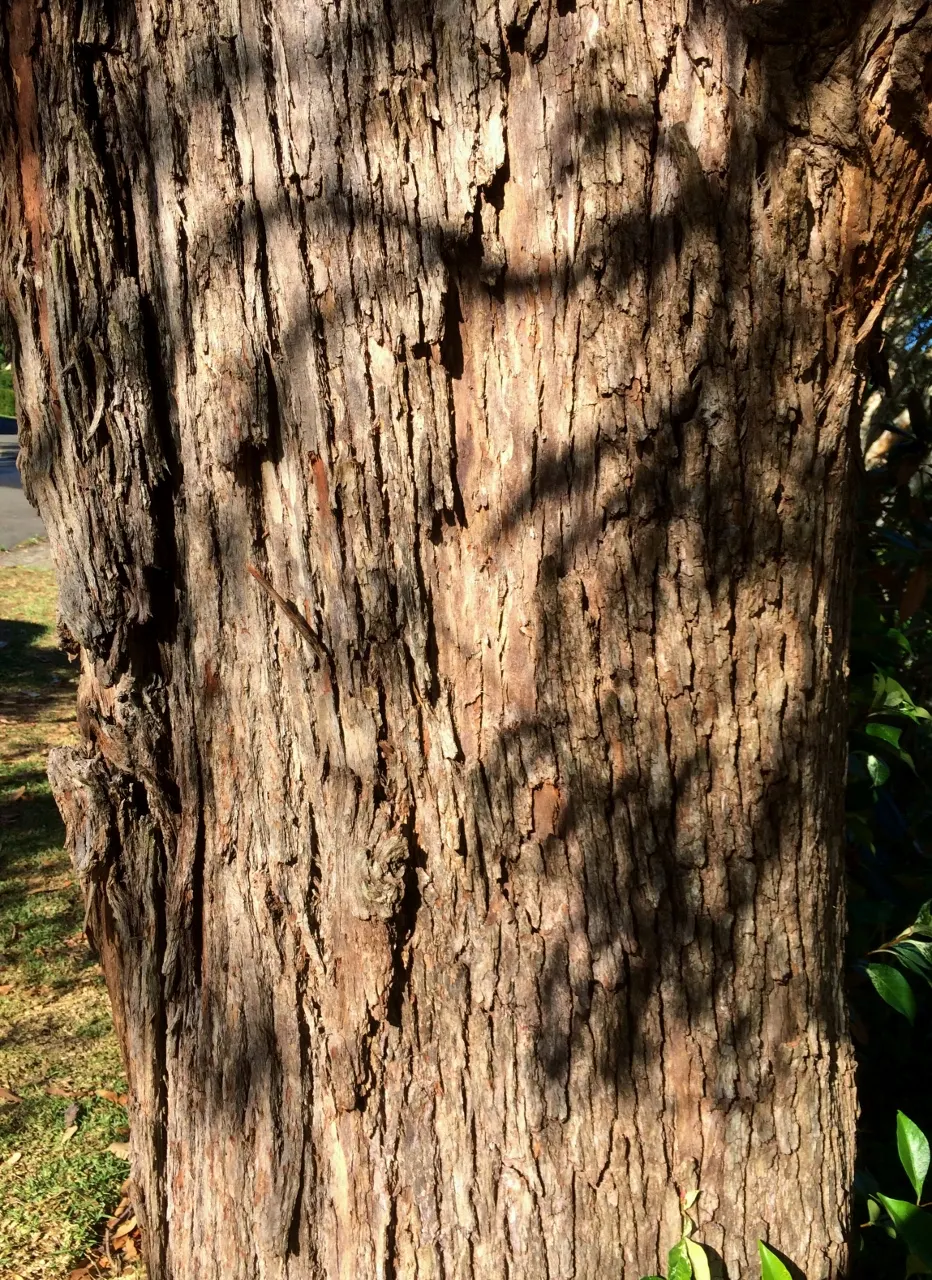 Peppermint Tree (Agonis Flexuosa) — The Peppermint Tree (Agonis flexuosa) is a graceful Australian native