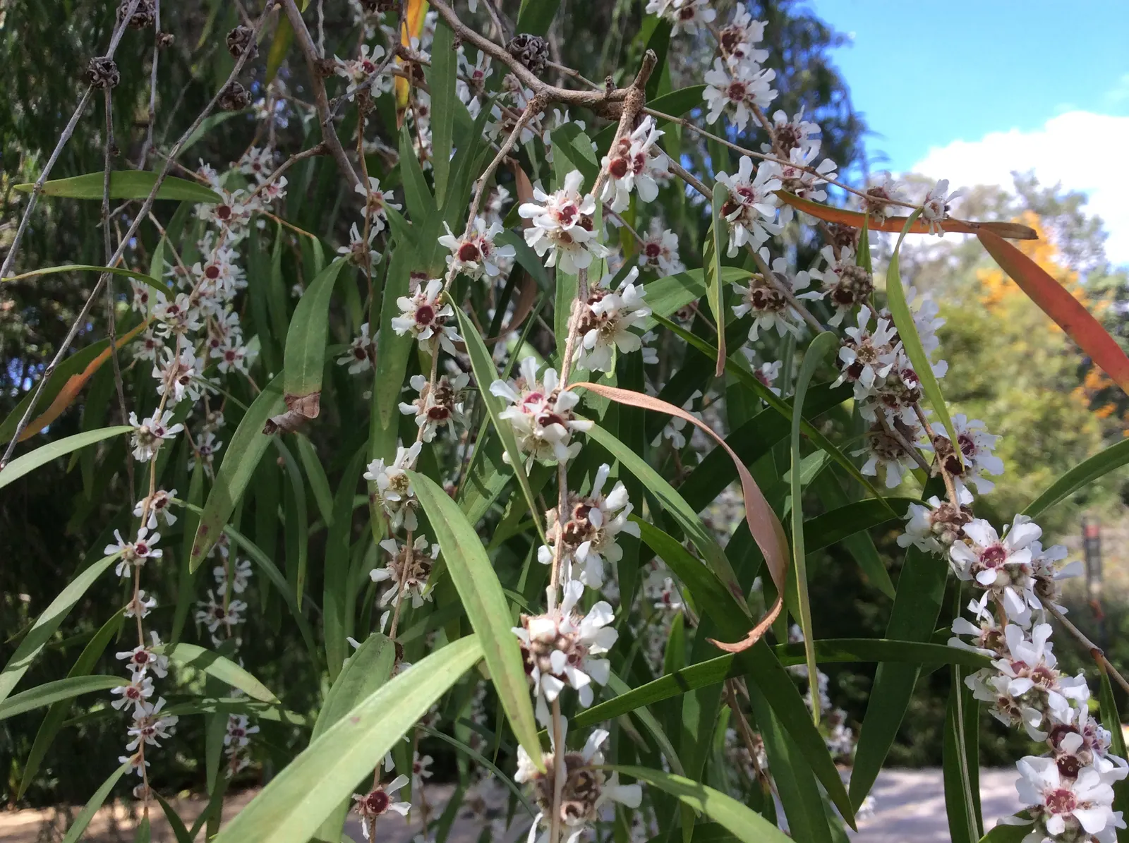 Peppermint Tree (Agonis Flexuosa) — adding to its ornamental value