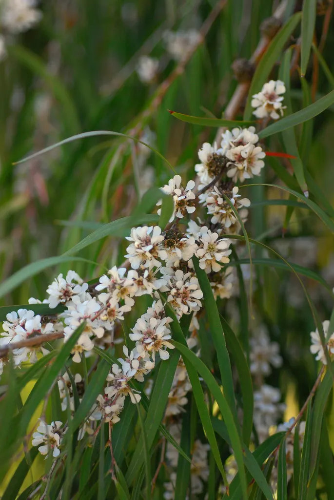 Peppermint Tree (Agonis Flexuosa) — Hardy in USDA zones 9 through 11