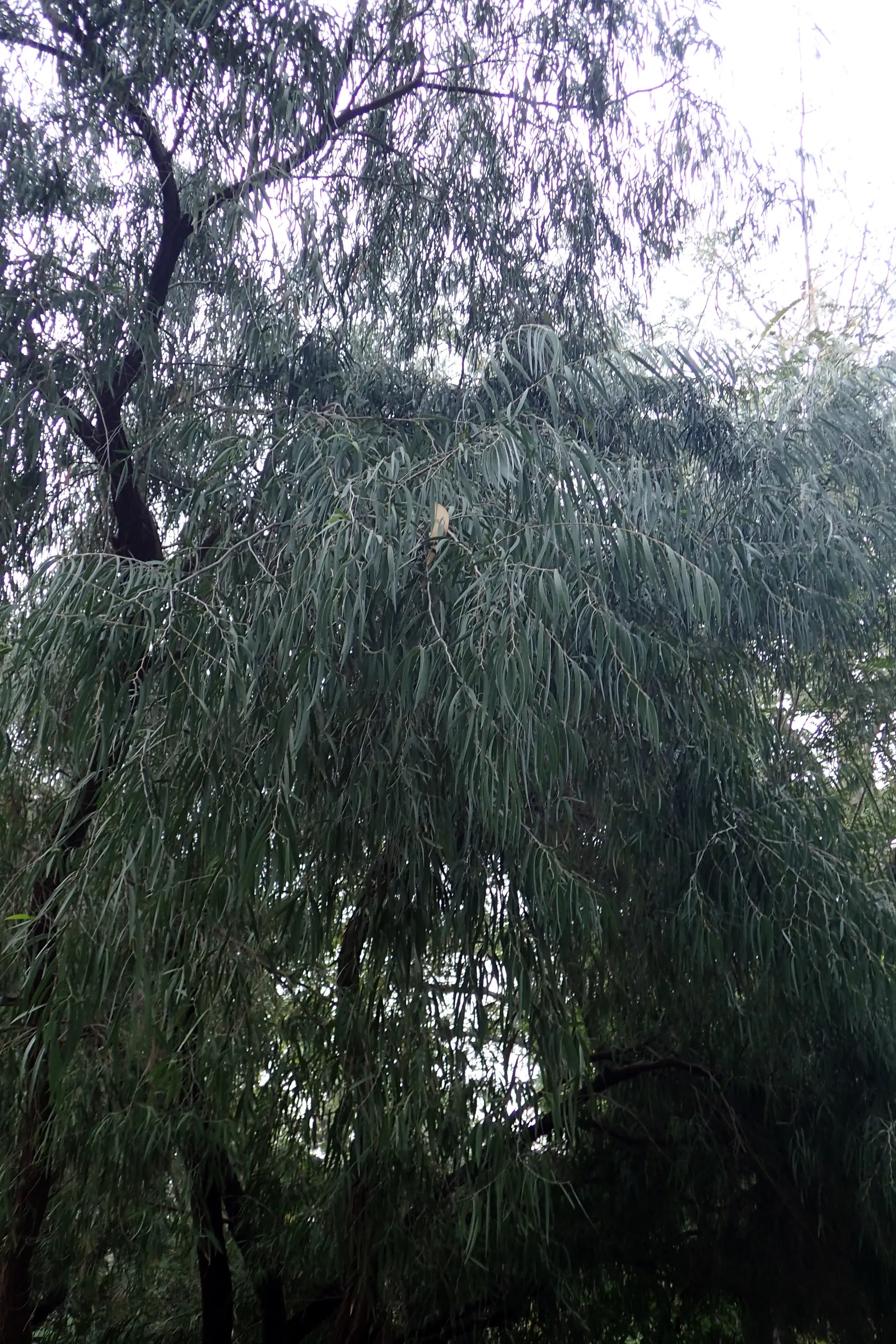 Peppermint Tree (Agonis Flexuosa) — The foliage maintains a vibrant green hue throughout the year, providing a lush backdrop for other plants