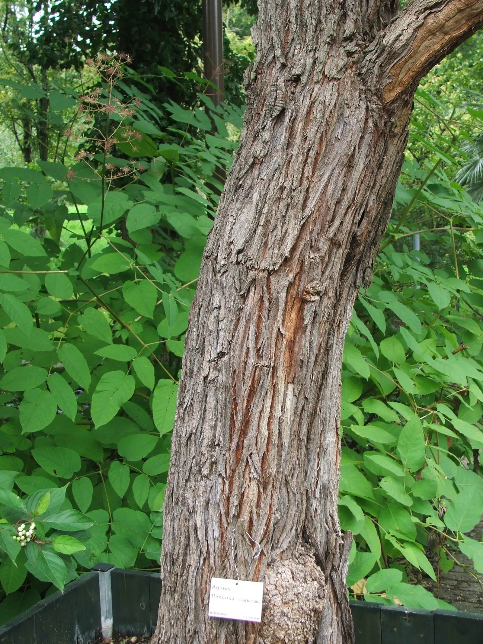 Peppermint Tree (Agonis Flexuosa) — the Peppermint Tree boasts a dense canopy of narrow