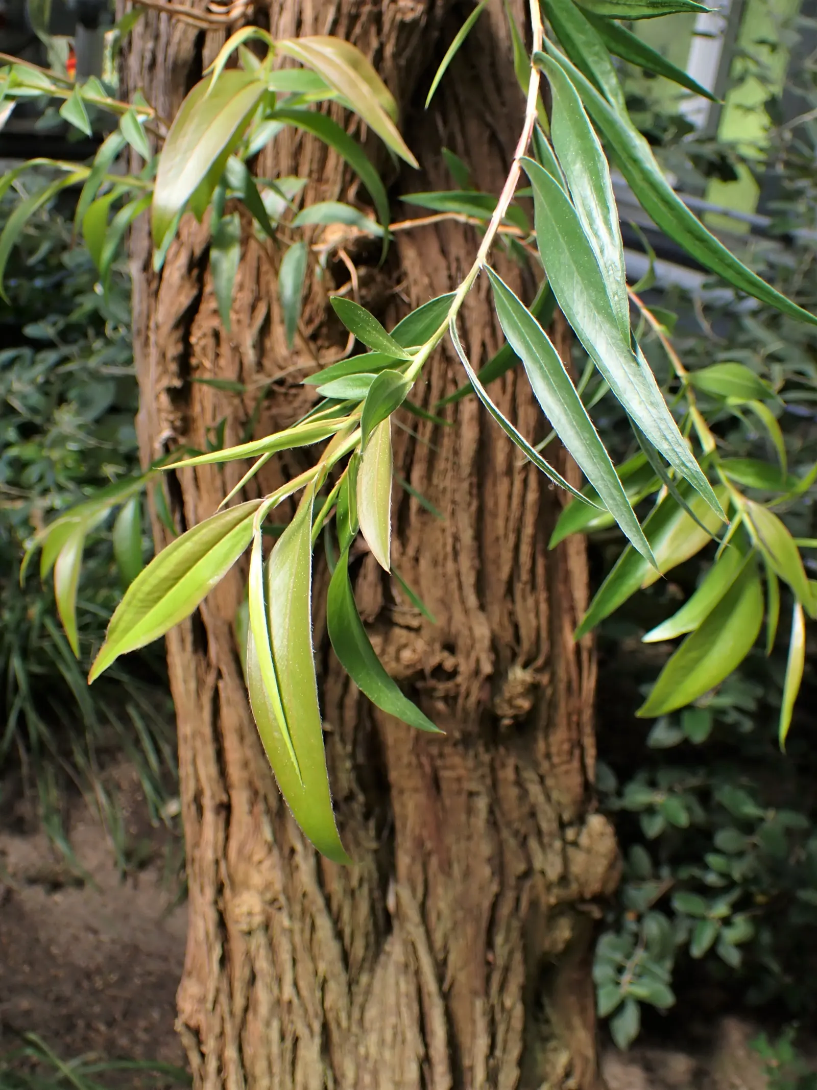 Peppermint Tree (Agonis Flexuosa) — lance-shaped leaves which