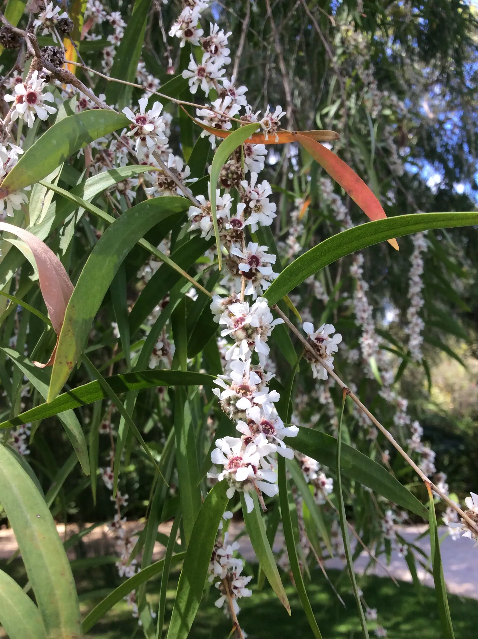 Peppermint Tree (Agonis Flexuosa) — emit a delightful peppermint scent