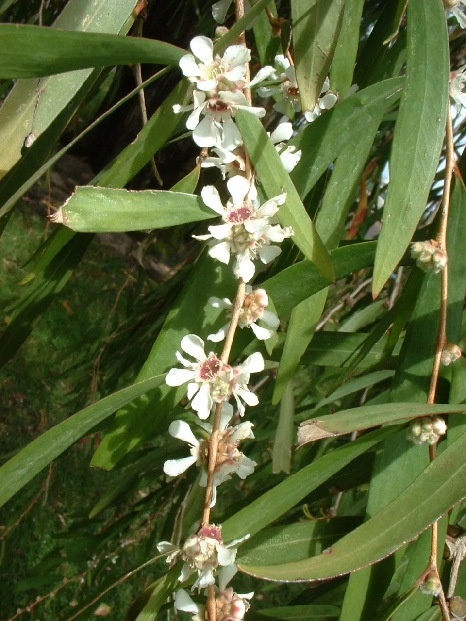 Peppermint Tree (Agonis Flexuosa) — tree with white blooms