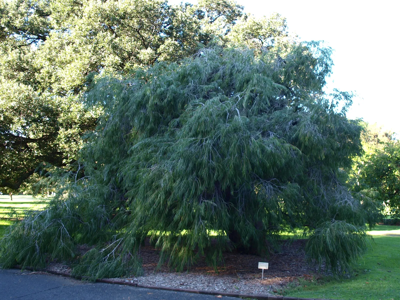 Peppermint Tree (Agonis Flexuosa) — making it an excellent feature for both shading and aesthetic purposes