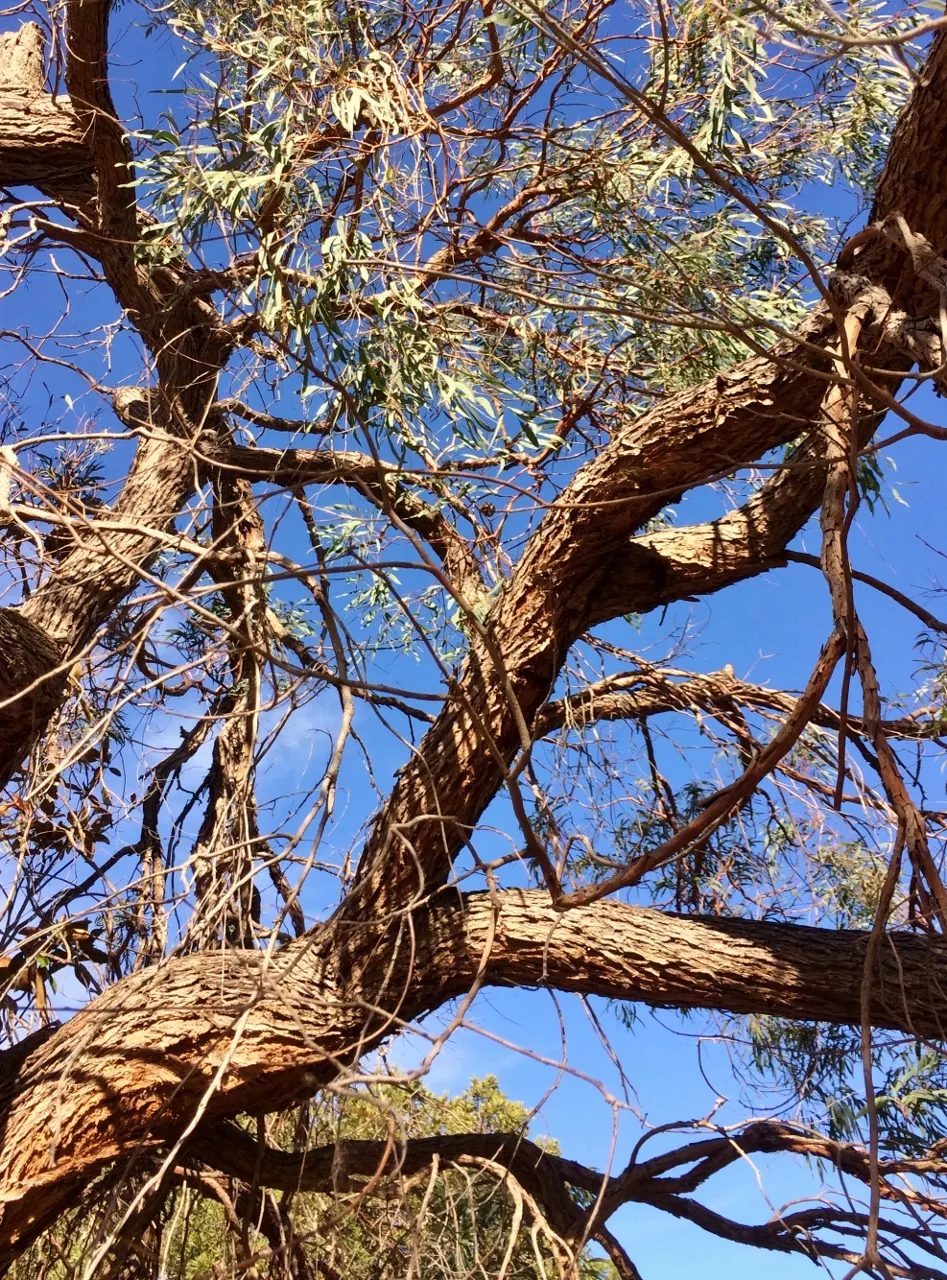 Peppermint Tree (Agonis Flexuosa) — is an attractive and versatile choice for landscapes in need of a medium-sized