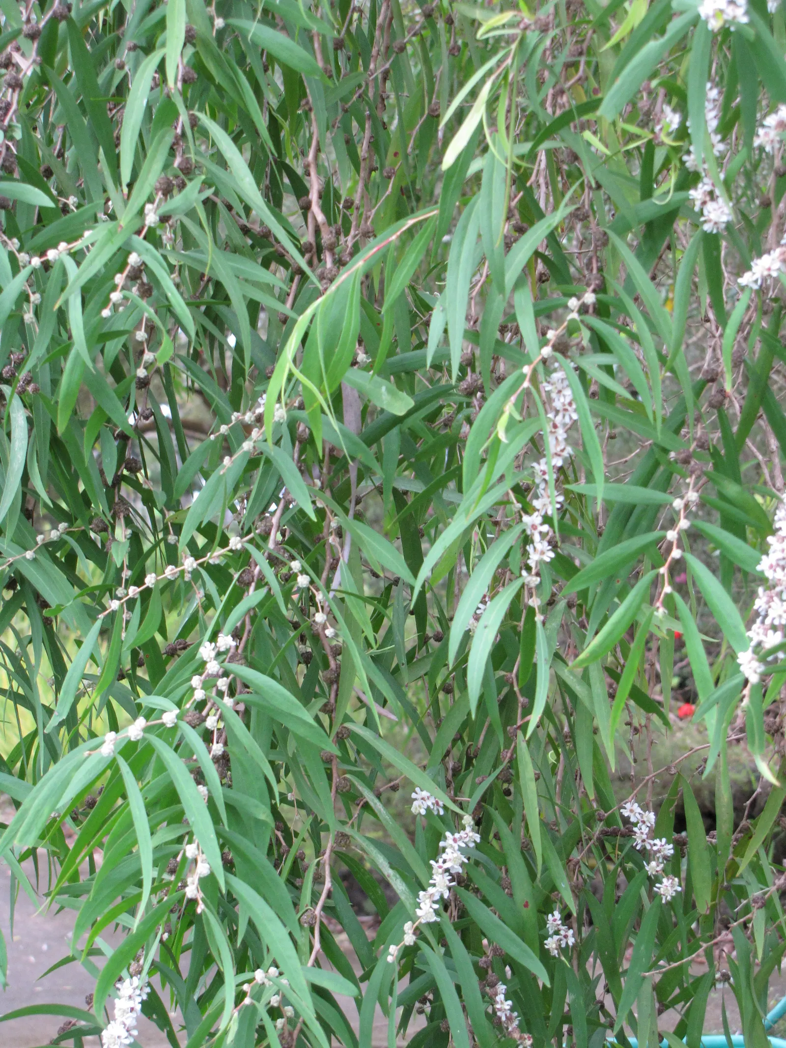 Peppermint Tree (Agonis Flexuosa) — Growing to 25-35 feet tall with a 15-25-foot spread; the Peppermint Tree thrives in well-drained
