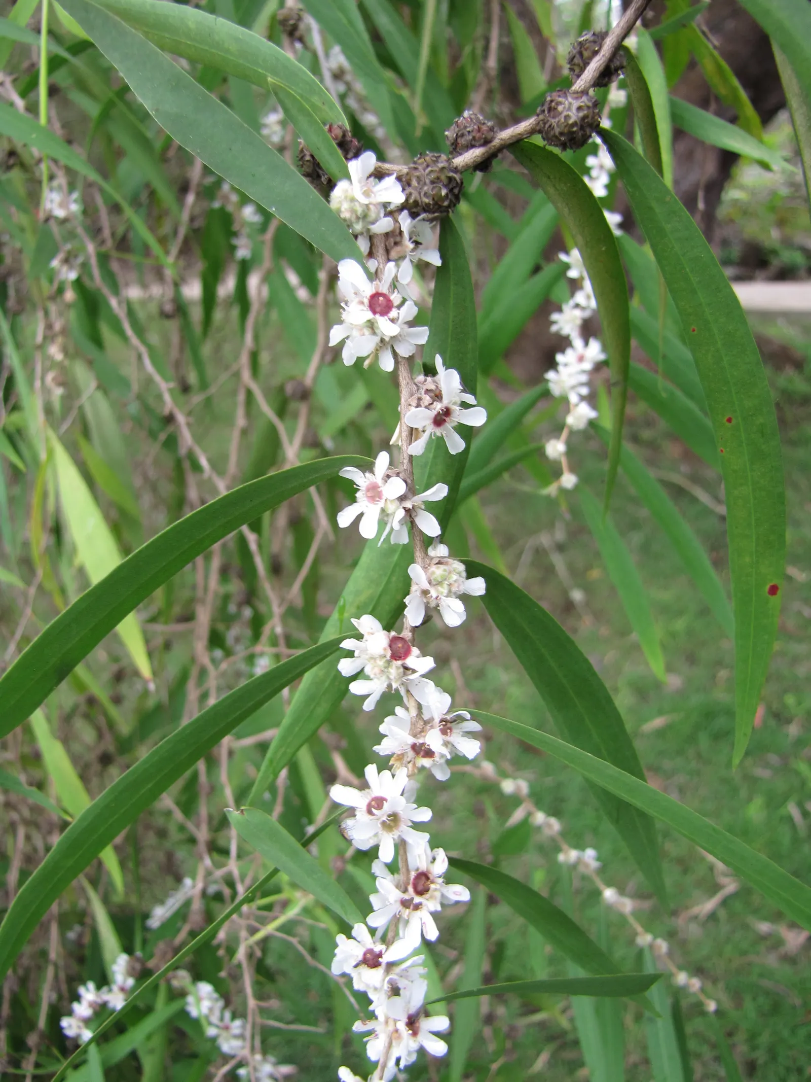 Peppermint Tree (Agonis Flexuosa) — tree for full