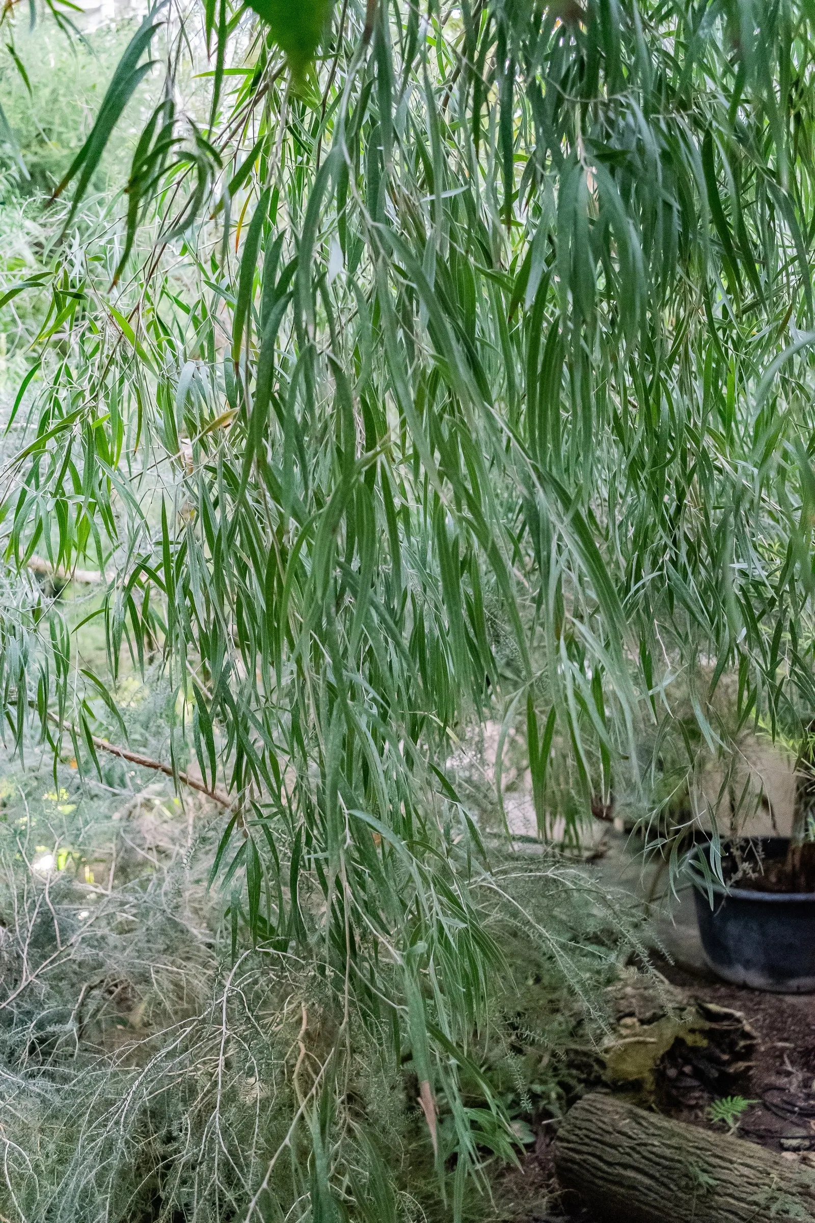 Peppermint Tree (Agonis Flexuosa) — Ideal companions include grasses