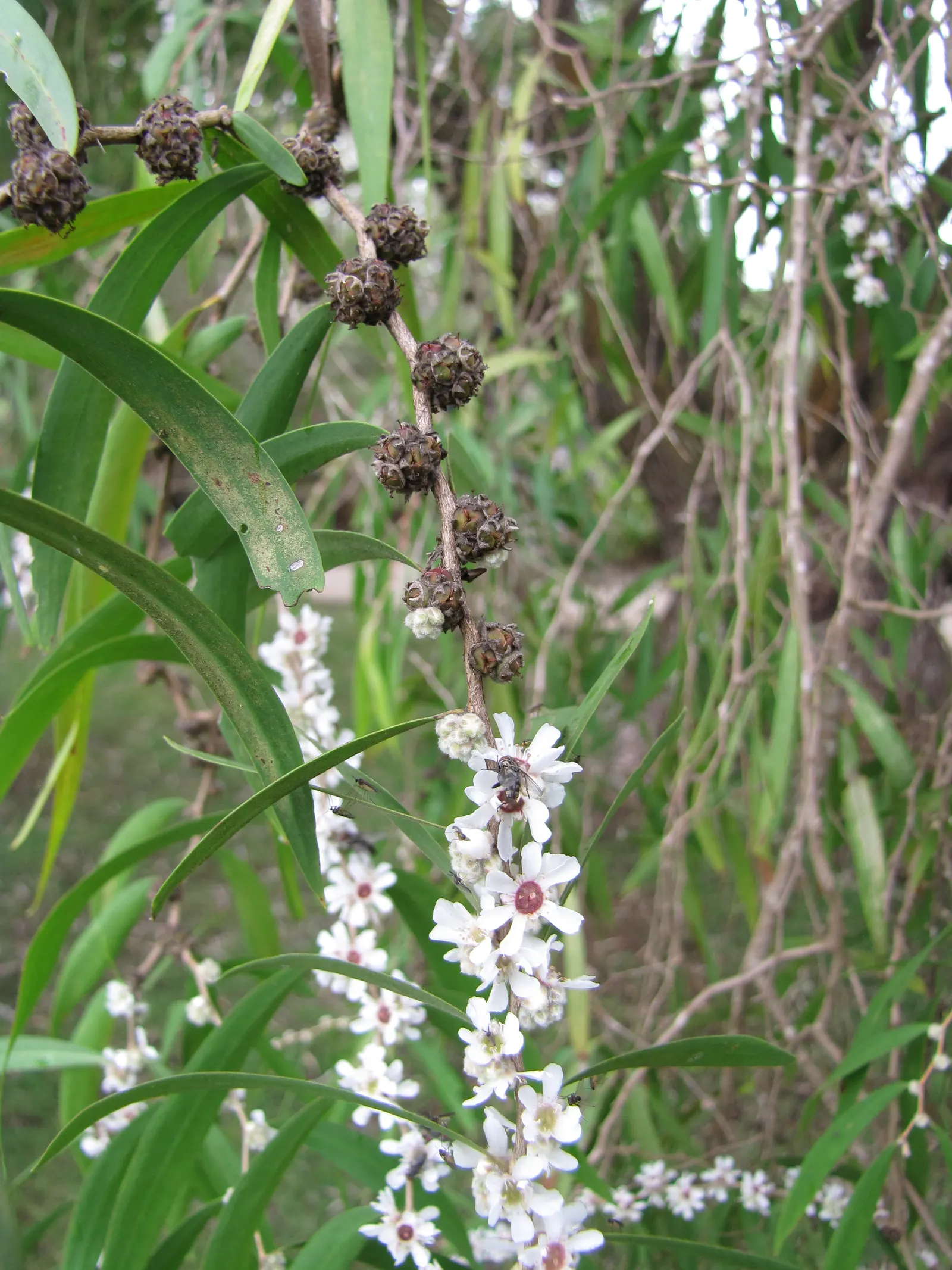 Peppermint Tree (Agonis Flexuosa) — admired for its weeping habit and peppermint-scented foliage; known for its weeping silhouette
