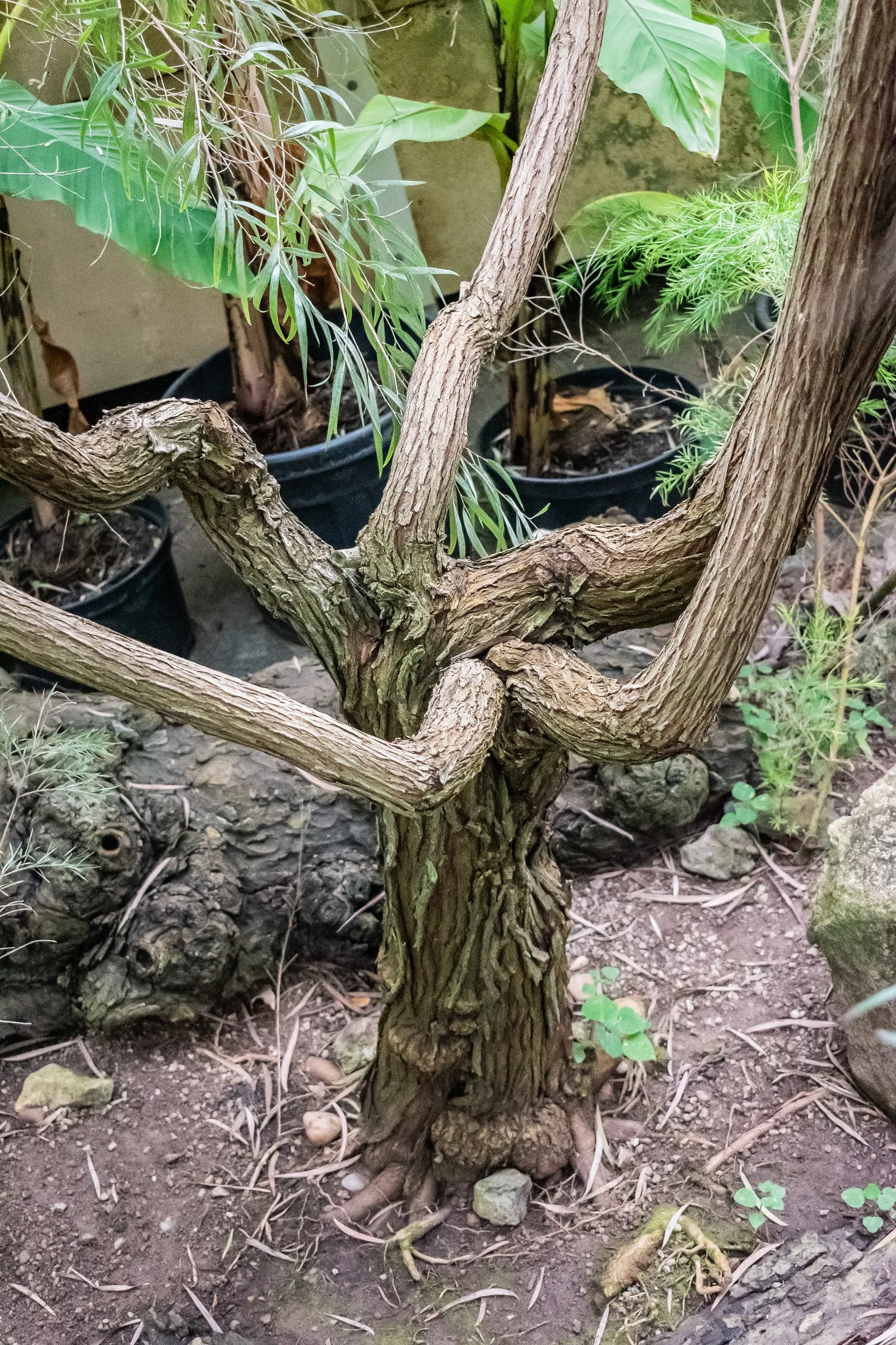 Peppermint Tree (Agonis Flexuosa) — making it a low-maintenance option for water-wise gardens.<br><br>When planning for a Peppermint Tree