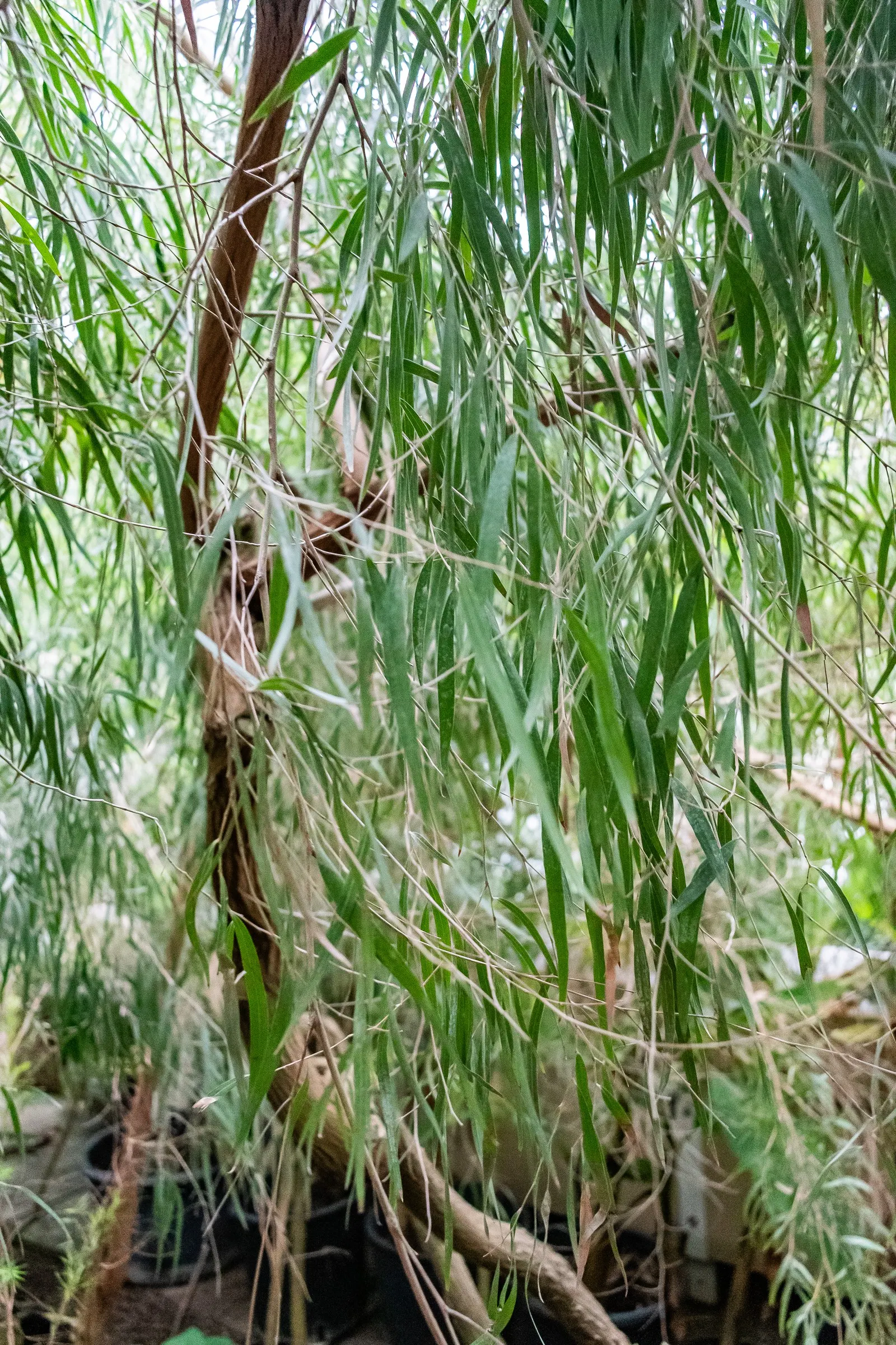 Peppermint Tree (Agonis Flexuosa) — white flowers in the garden